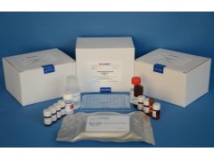 人骨形成蛋白6(BMP-6)ELISA检测试剂盒的应用与优势分析